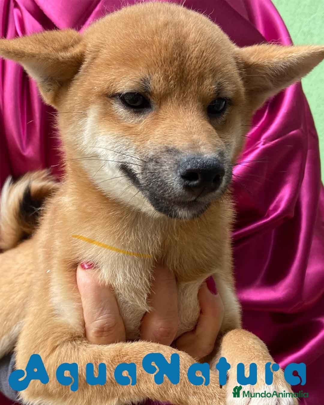 Shiba Inu perros Shiba Inu Hembra de Magy 6942 - AQUANATURA en Barcelona - Anuncio 27