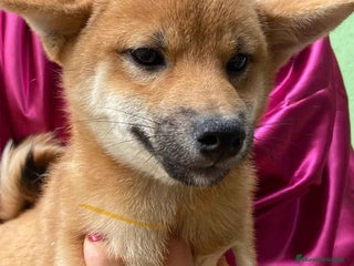 Shiba Inu perros en Barcelona - Anuncio 36