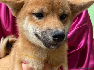 Shiba Inu perros Shiba Inu Hembra de Magy 6942 - AQUANATURA en Barcelona - Anuncio 30