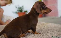 Teckel Miniatura perros en venta: 🐶 Presentamos a Cacao y Bomgo 🐶 - Imagen 4