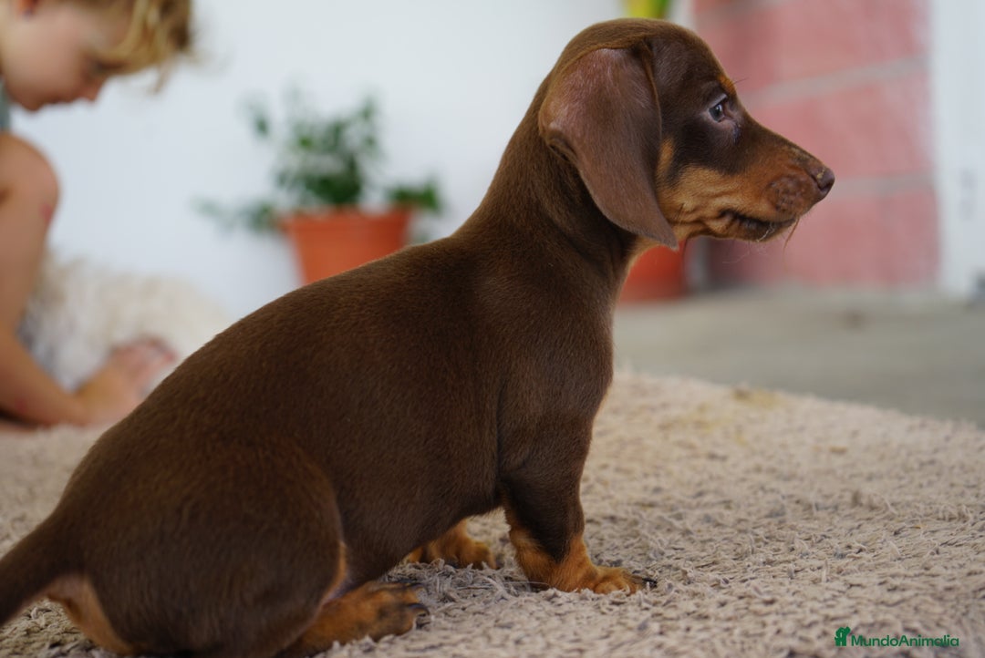 Teckel Miniatura perros en venta: 🐶 Presentamos a Cacao y Bomgo 🐶 - Imagen 4