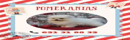 Pomerania perros en venta: IMPRESIONANTES POMERANIA MACHOS Y HEMBRAS - Anuncio 10