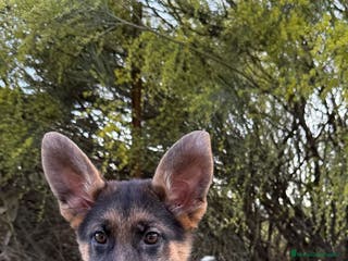 Pastor Alemán perros CACHORROS PASTOR ALEMAN - Anuncio 5