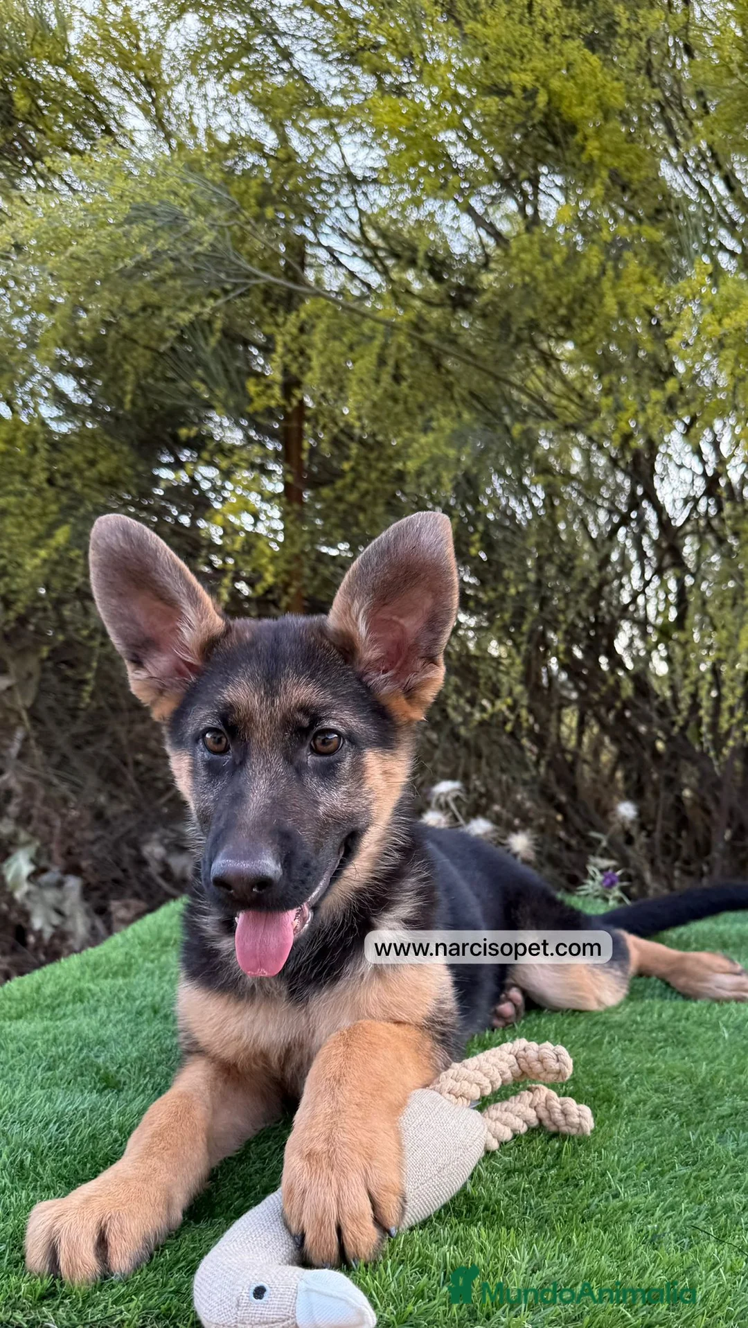 Pastor Alemán perros en venta: CACHORROS PASTOR ALEMAN - Anuncio 1