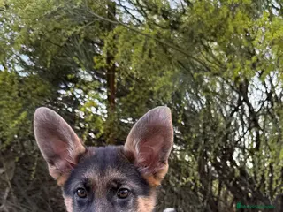 Pastor Alemán perros CACHORROS PASTOR ALEMAN - Anuncio 9