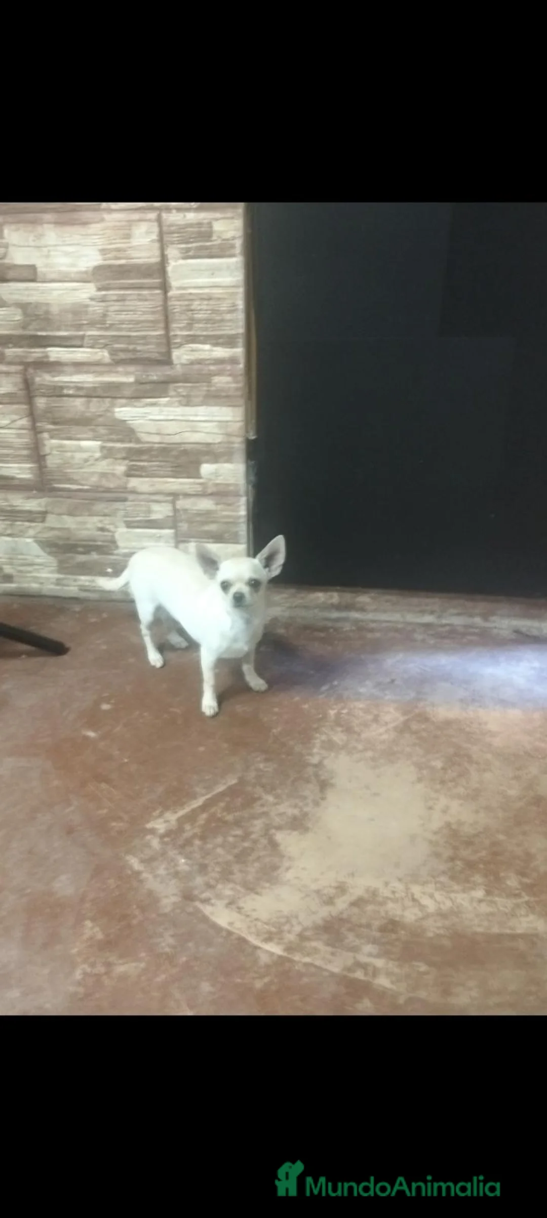 Chihuahua perros en venta: Cachorro chihuahua Macho  - Anuncio 2