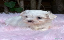 Bichón Maltés perros en venta: BICHÓN MALTES AMERICANO TOY - Imagen 4