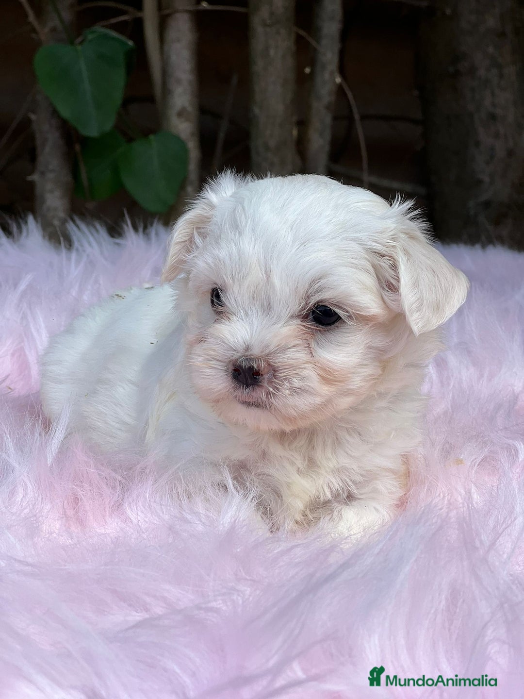 Bichón Maltés perros en venta: BICHÓN MALTES AMERICANO TOY - Imagen 4