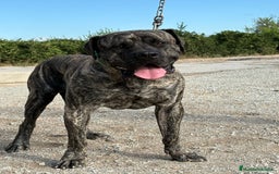 Dogo Canario perros en venta: Cachorros de presa canario - Imagen 10