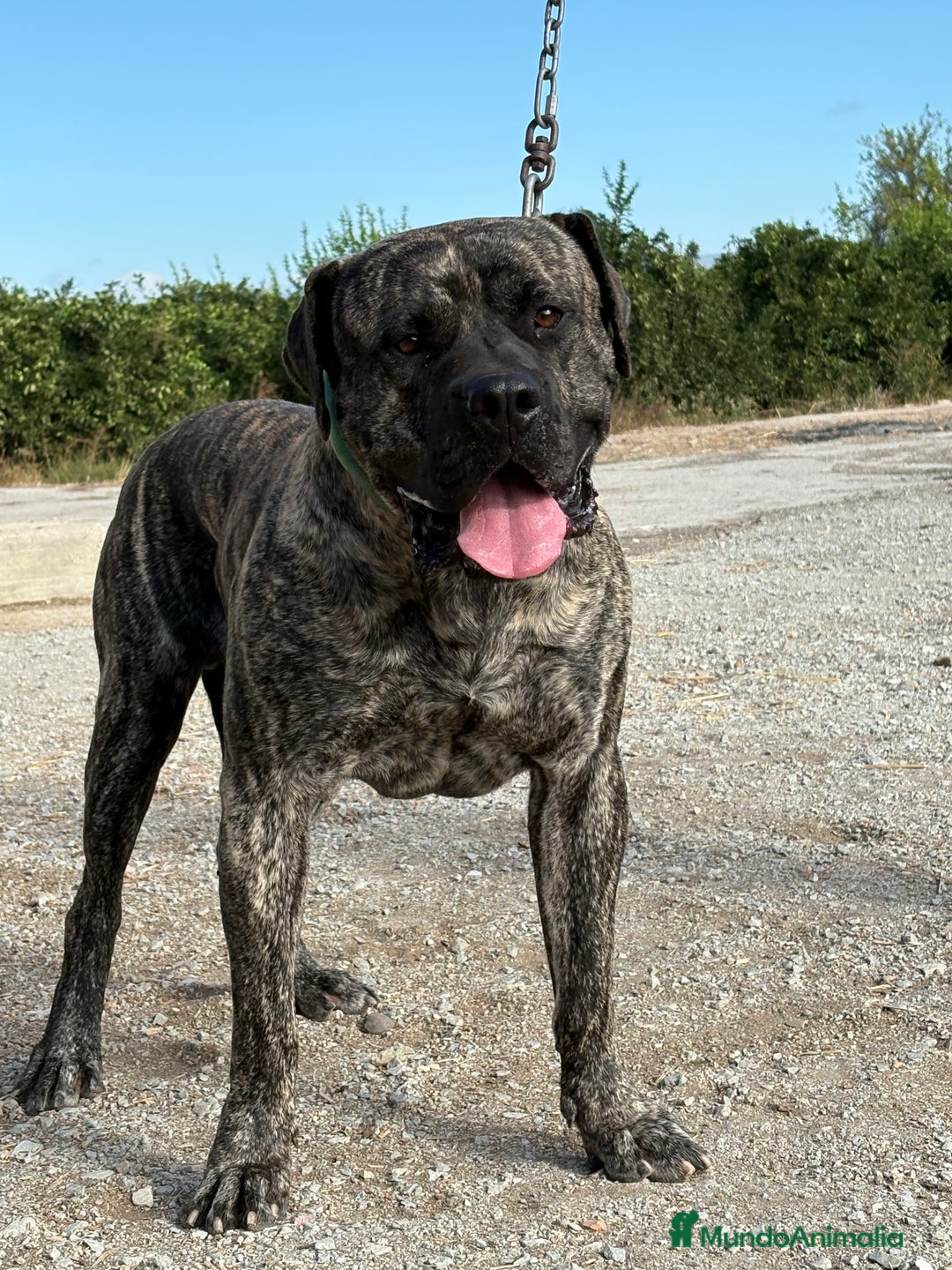 Dogo Canario perros en venta: Cachorros de presa canario - Imagen 10