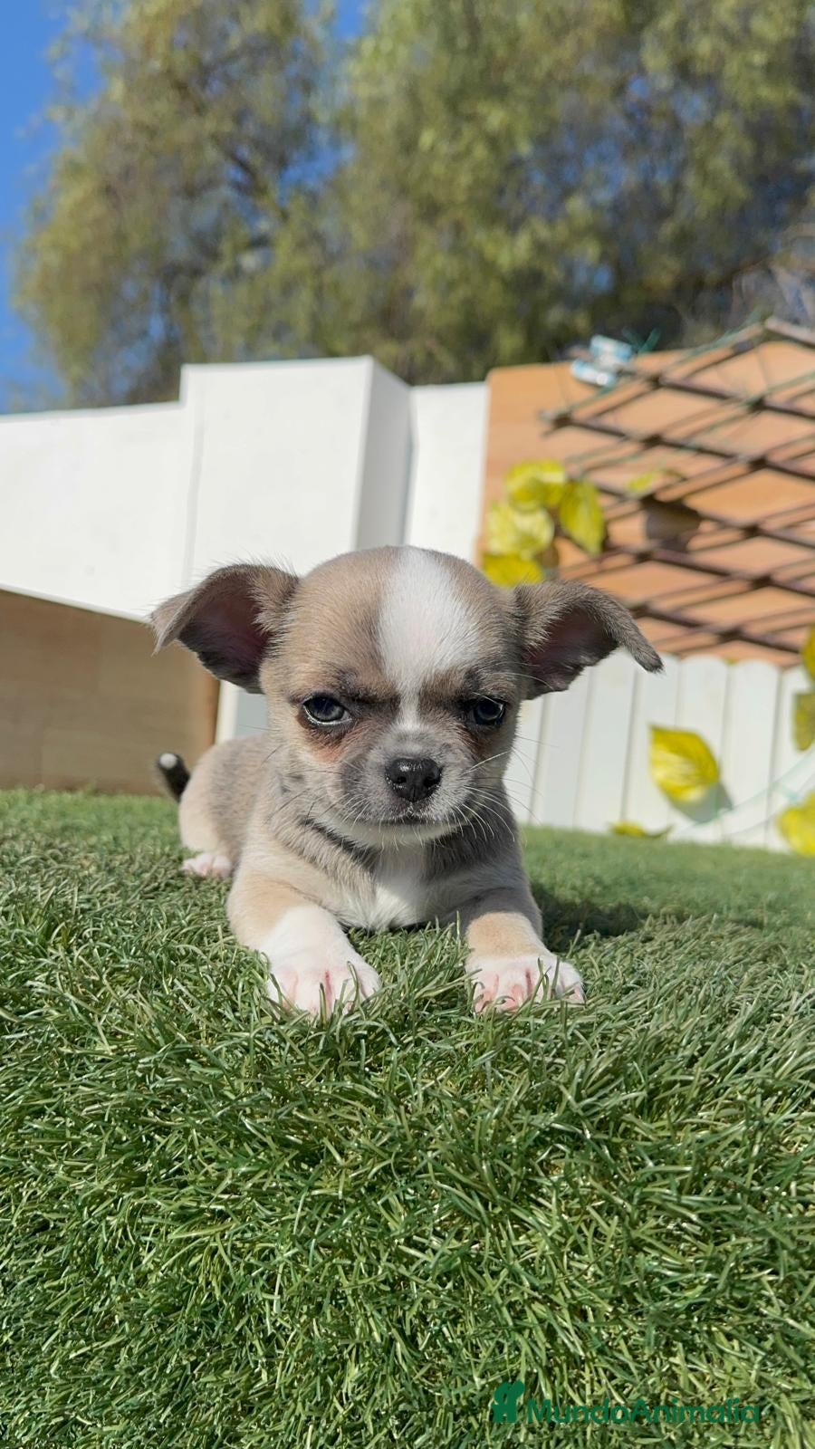 Chihuahua perros CHIHUAHUA - Anuncio 1