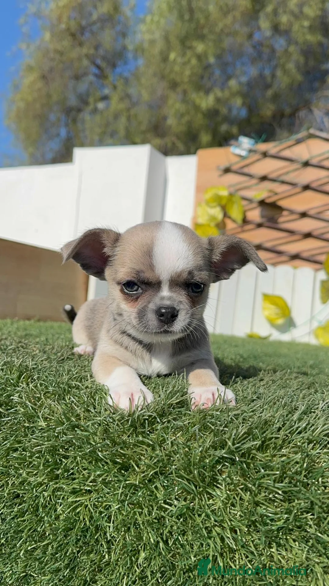 Chihuahua perros en venta: CHIHUAHUA - Anuncio 1