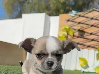 Chihuahua perros CHIHUAHUA - Anuncio 1