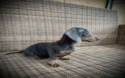 Teckel Miniatura perros en venta: Teckel miniatura  - Imagen 6