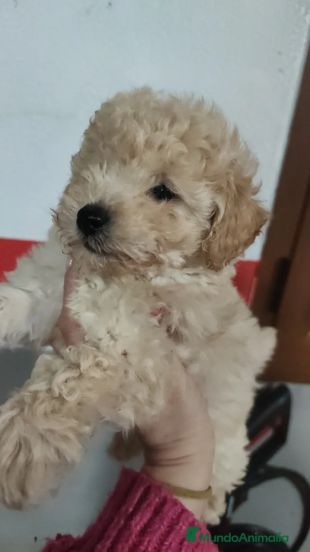 Caniche Toy perros en venta: Listos para entregar caniche toy  - Anuncio 7