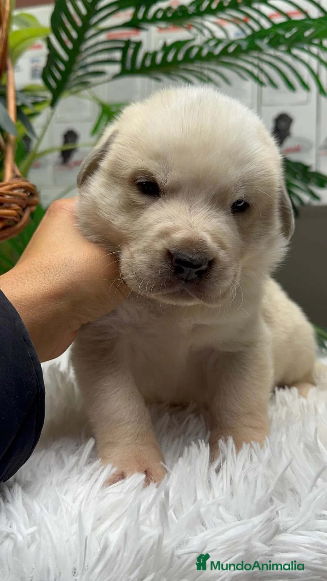 Mastín Español perros en venta: MASTIN ESPAÑOL - Anuncio 9