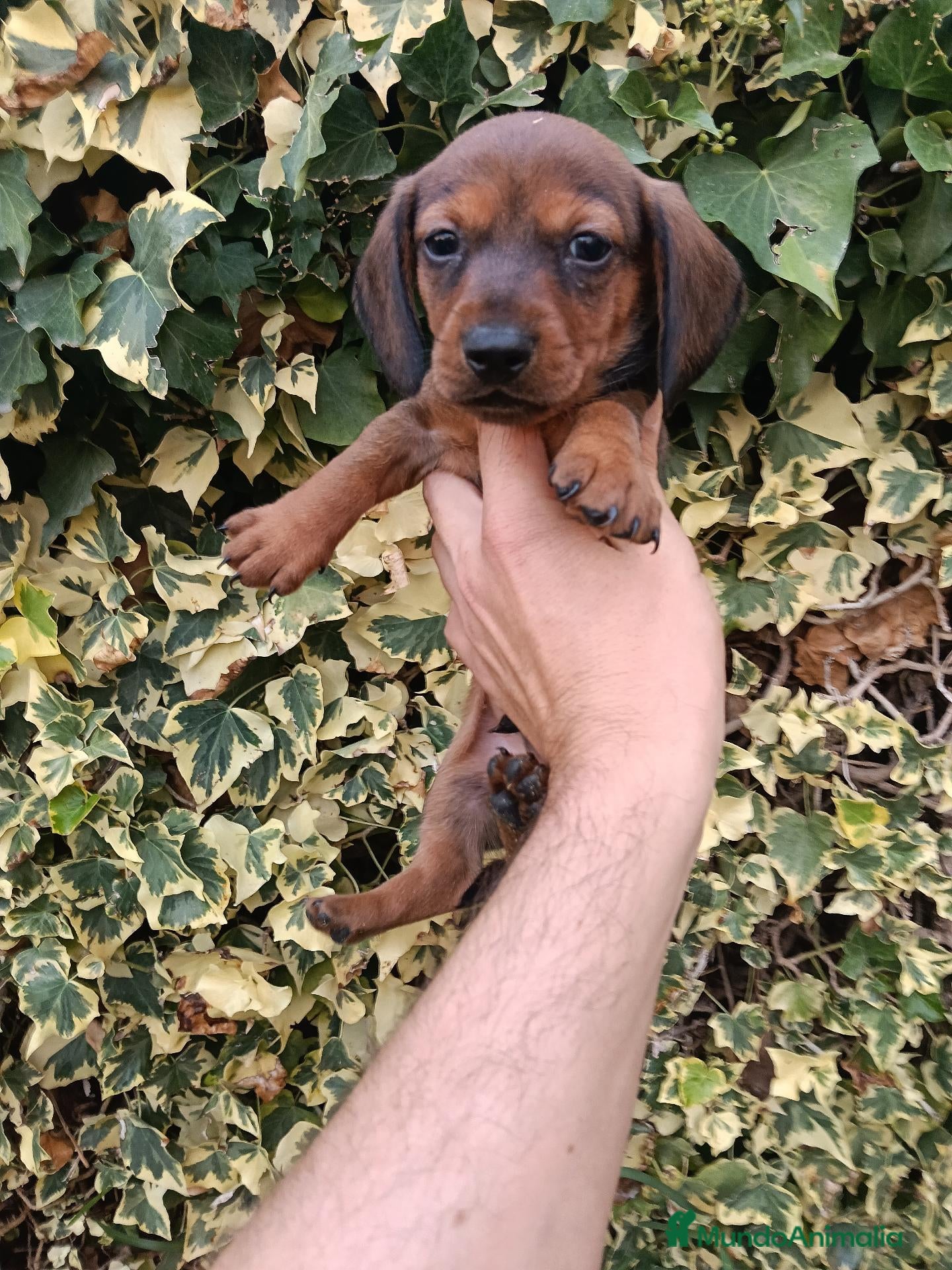 Teckel Miniatura perros Hembrita Teckel Roja Kaninchen - Anuncio 1