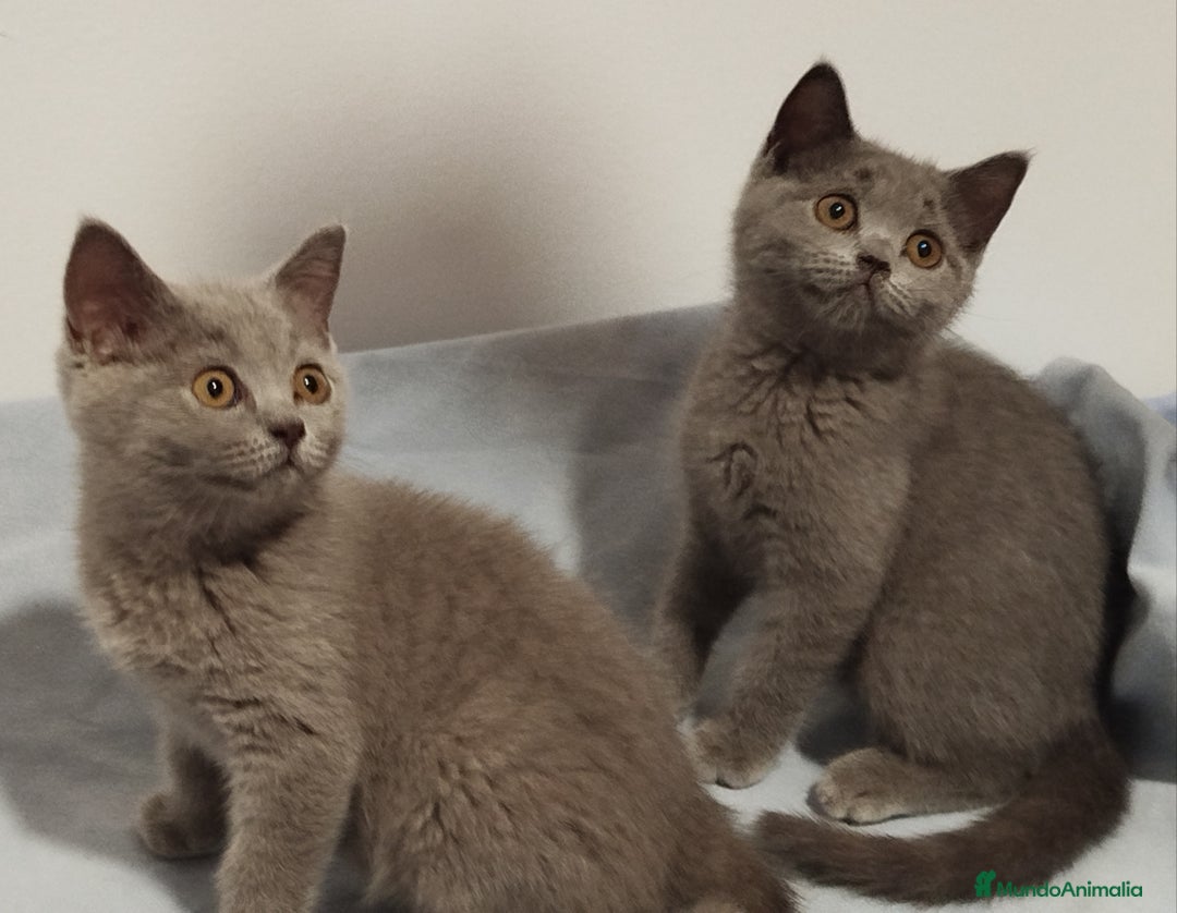 Británico de Pelo Corto Azul gatos en venta: Últimos British Shorthair azules precio real - Imagen 5