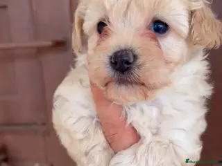 Maltipoo perros Maltipoo hembra y macho - Anuncio 1