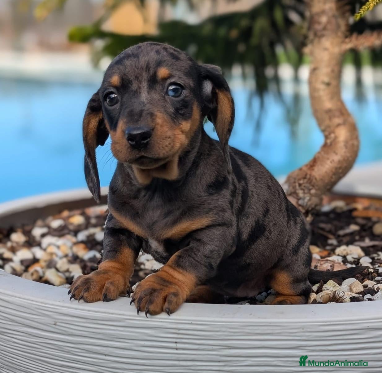 Teckel Miniatura perros TECKEL MINIATURA  - Anuncio 4