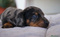 Teckel Miniatura perros en venta: 🌸 Florentina – Teckel miniatura merlé con negro🐾 - Imagen 10