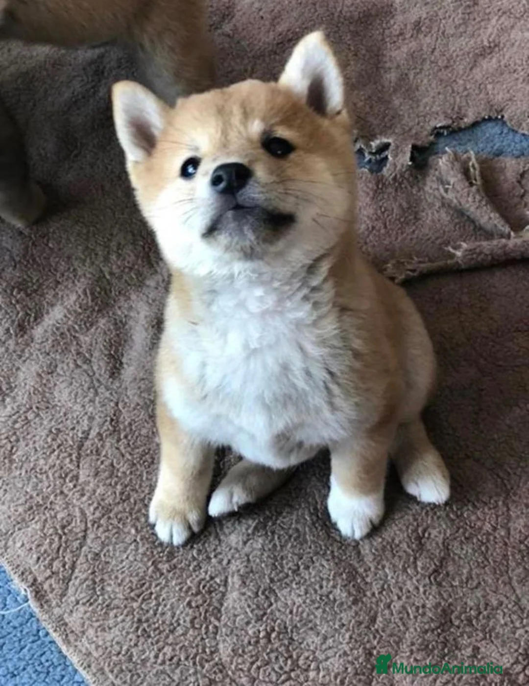 Shiba Inu perros en venta: Shiba Inu Rojo - Anuncio 4