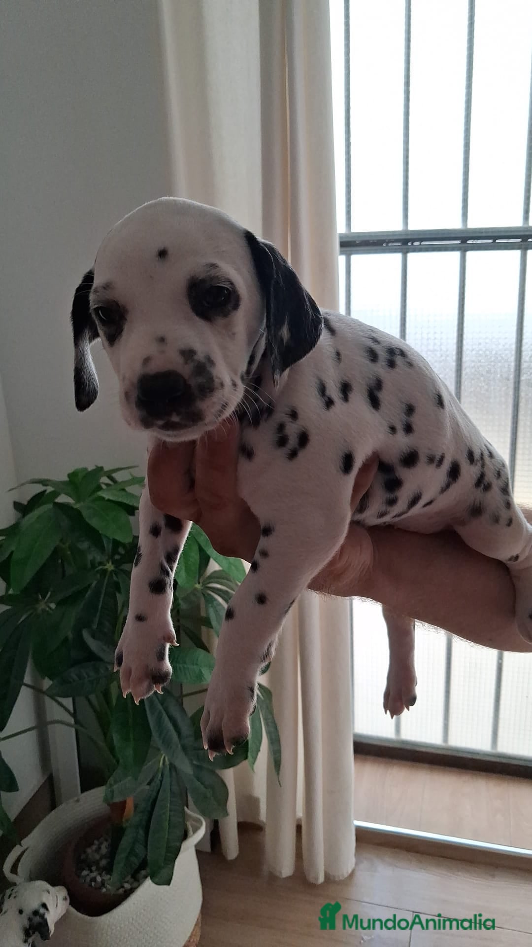 Dálmata perros Dalmata disponible  - Anuncio 1