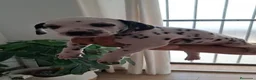 Dálmata perros en venta: Dalmata disponible  - Anuncio 1