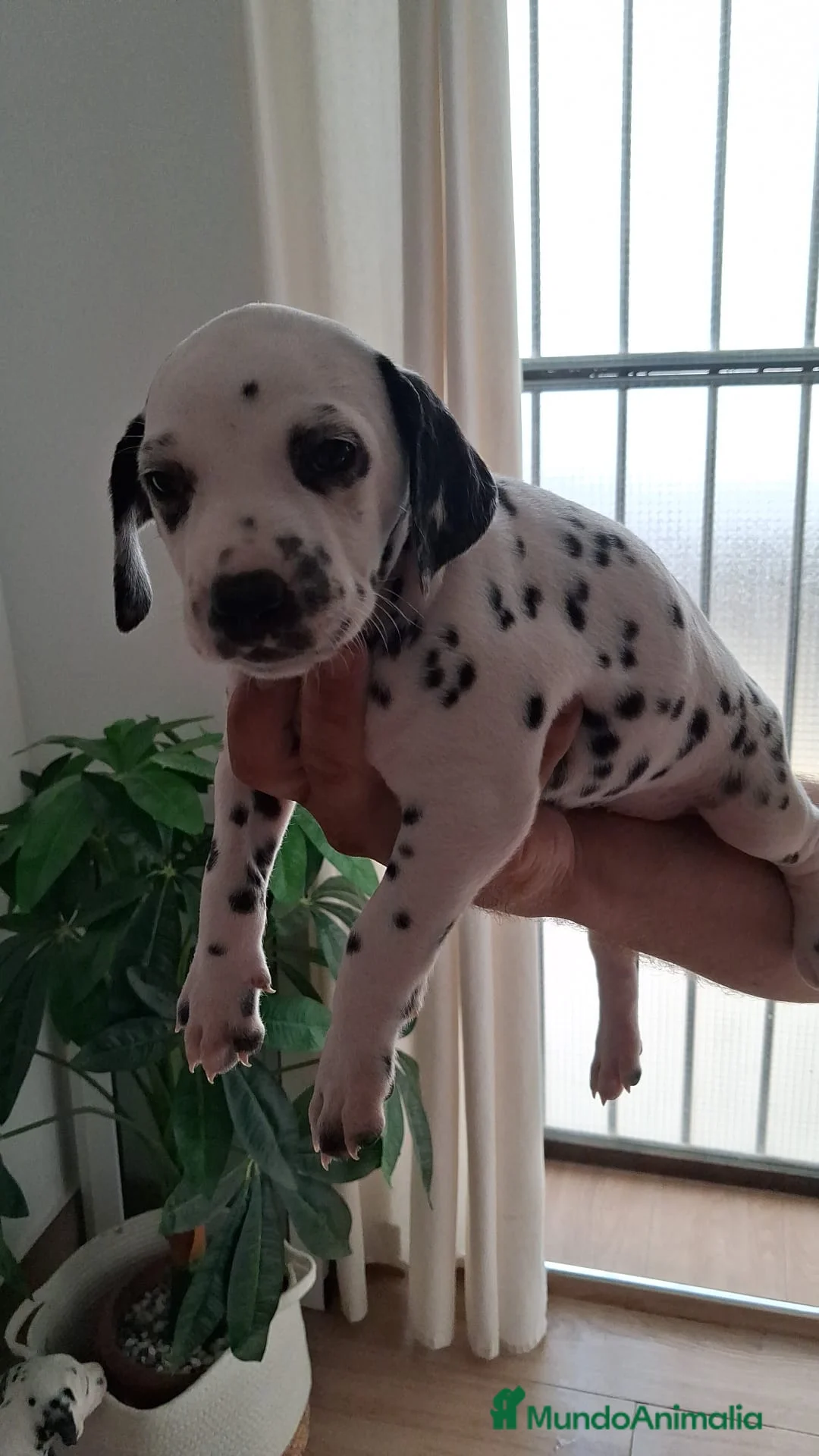 Dálmata perros en venta: Dalmata disponible  - Anuncio 1
