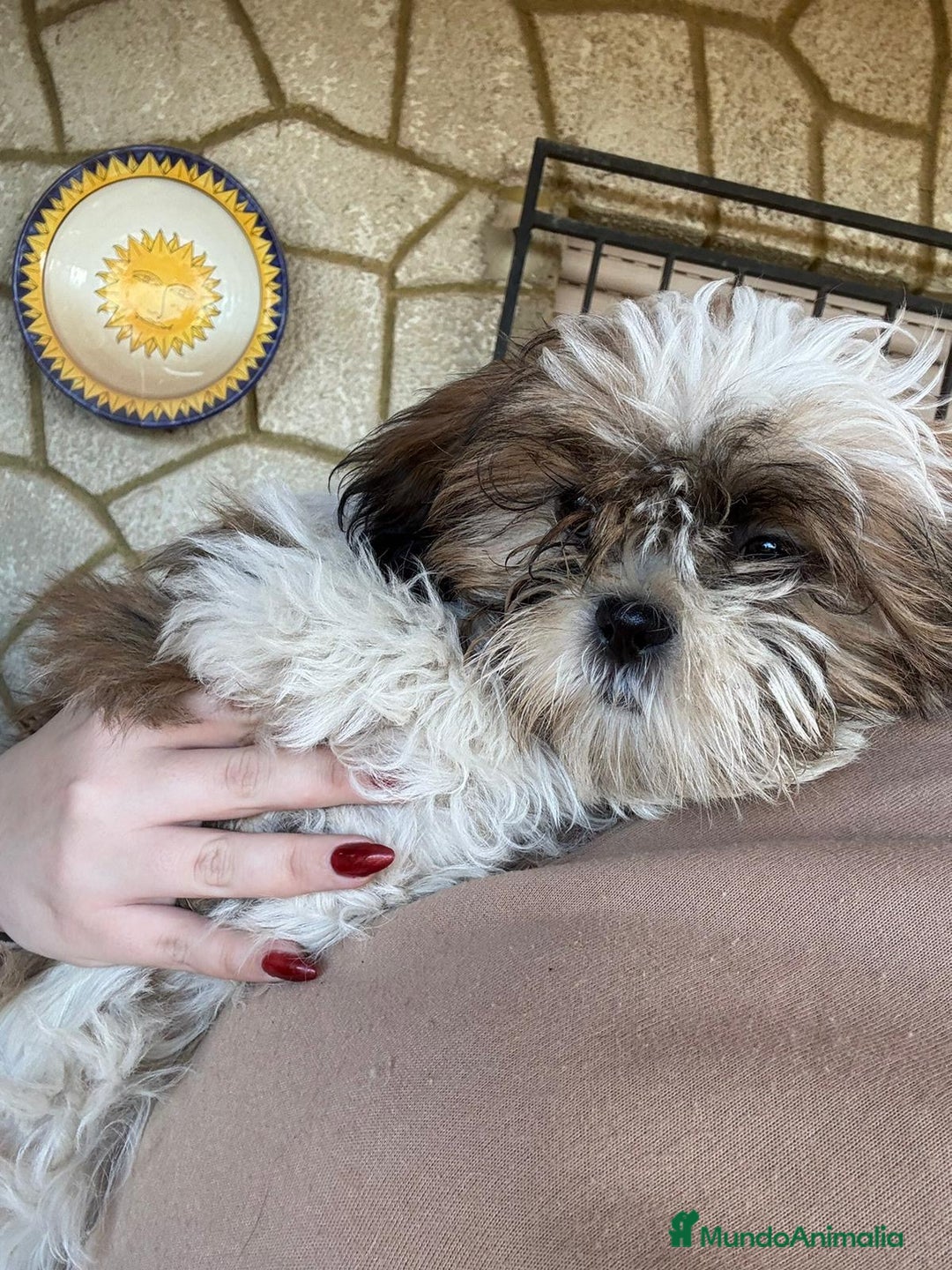 Shih Tzu perros en venta: Machitos de shihtzu  - Anuncio 3