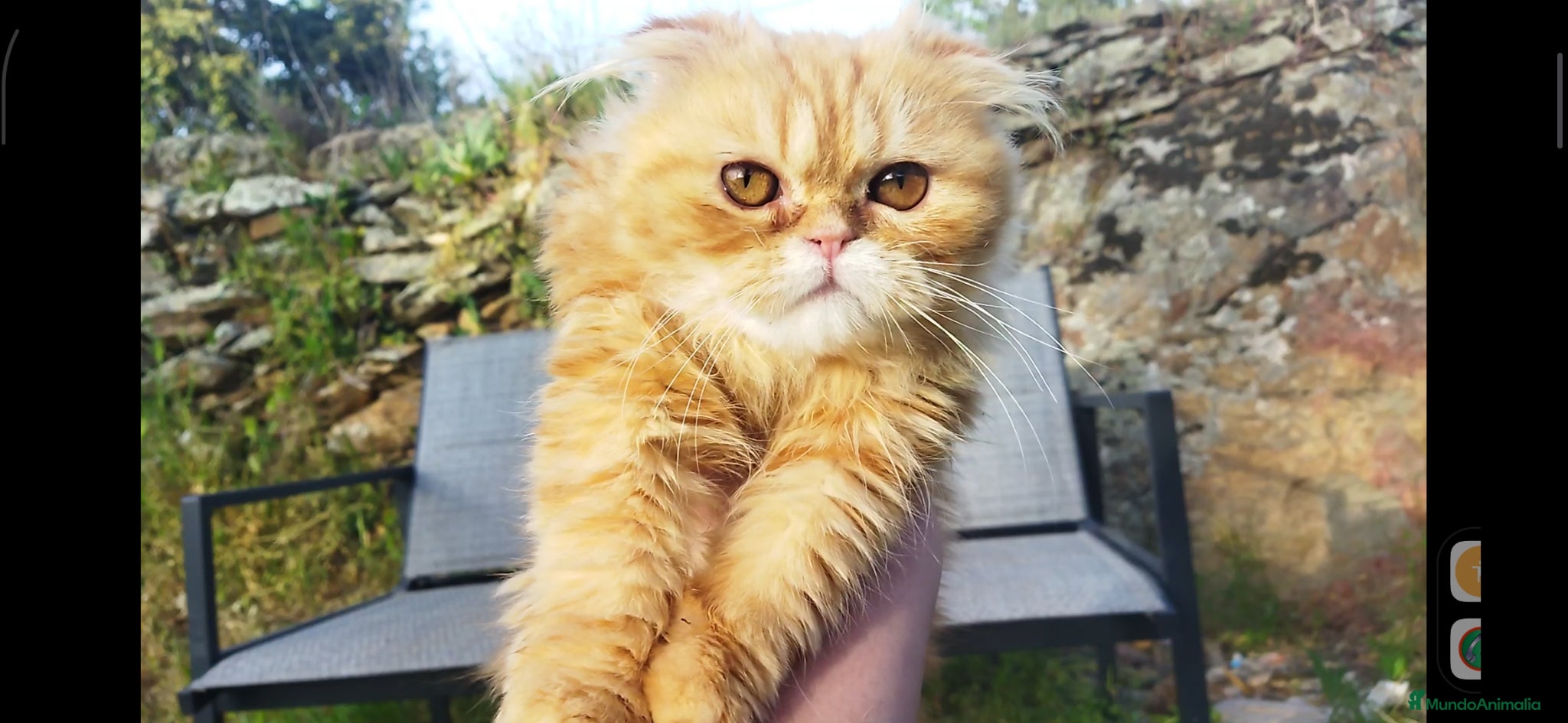 Foldex gatos Espectacular perfold - Anuncio 1