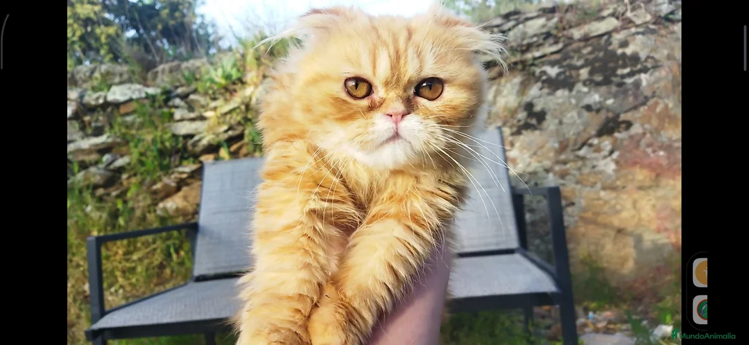 Foldex gatos en venta: Espectacular perfold - Anuncio 1