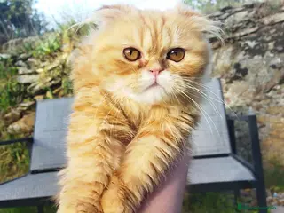 Foldex gatos Espectacular perfold - Anuncio 1