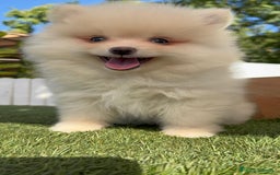 Pomerania perros en venta: POMERANIA MACHO - Imagen 14