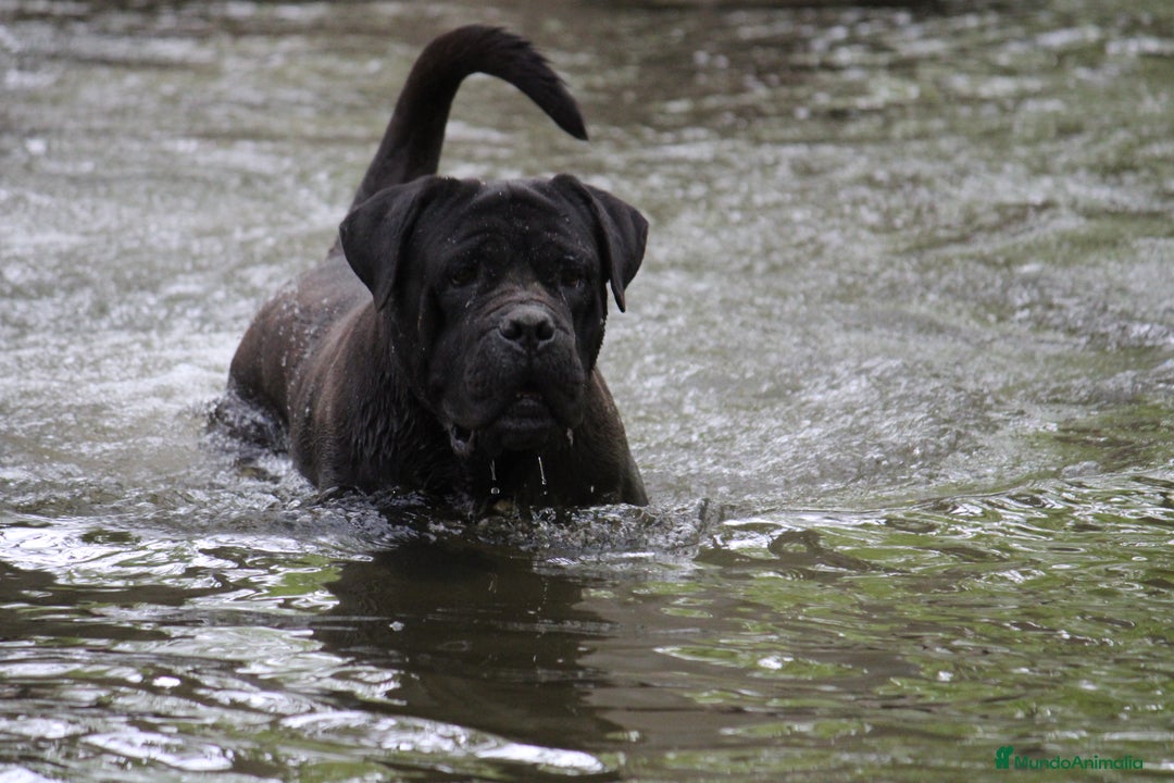 Cane Corso perros en venta: Cachorros Cane Corso disponibles en Segovia  - Imagen 1