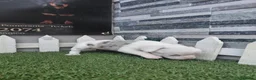 Chihuahua perros en venta: Chihuahua - Anuncio 2