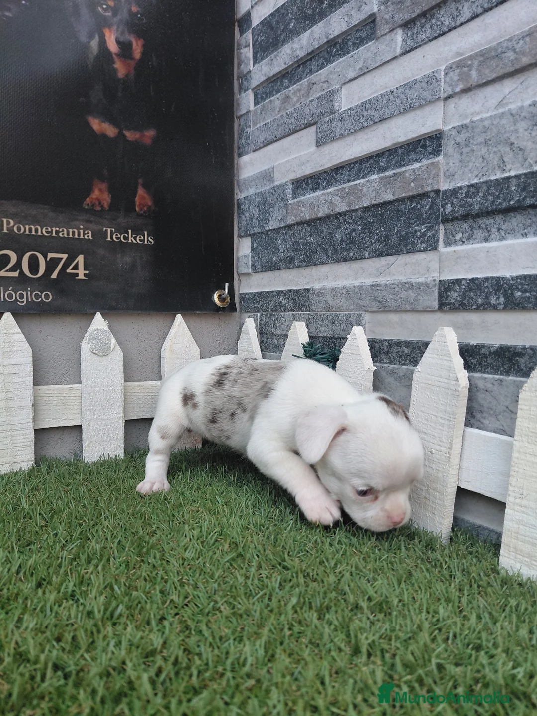 Chihuahua perros en venta: Chihuahua - Anuncio 2