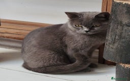 Británico de Pelo Corto gatos en venta: British Shorthair - Imagen 12