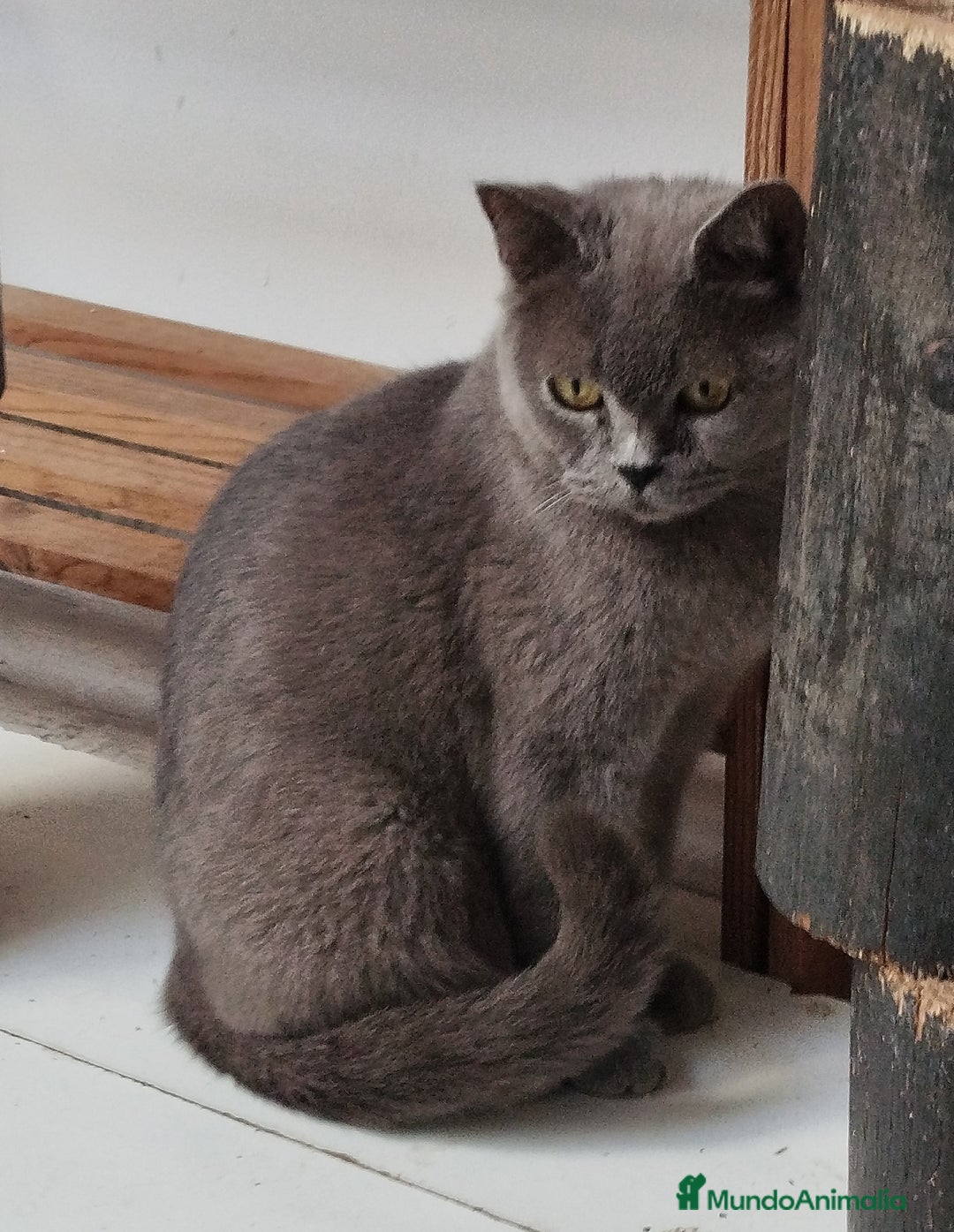 Británico de Pelo Corto gatos en venta: British Shorthair - Imagen 12
