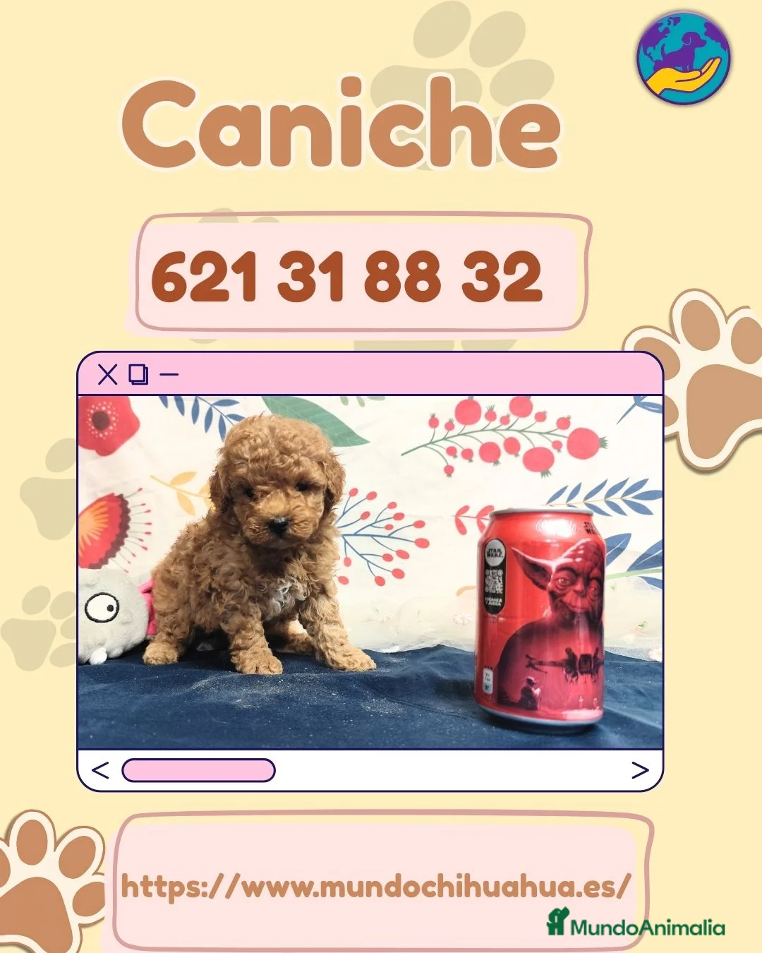 Caniche Enano perros en venta: 🐩✨Cachorros de caniche enano🐩✨ - Anuncio 1