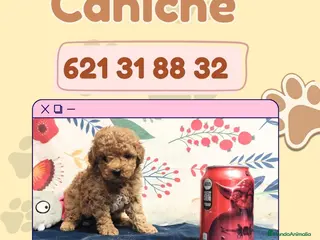 Caniche Enano perros 🐩✨Cachorros de caniche enano🐩✨ - Anuncio 1
