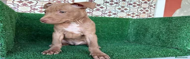 American Pit Bull Terrier 4