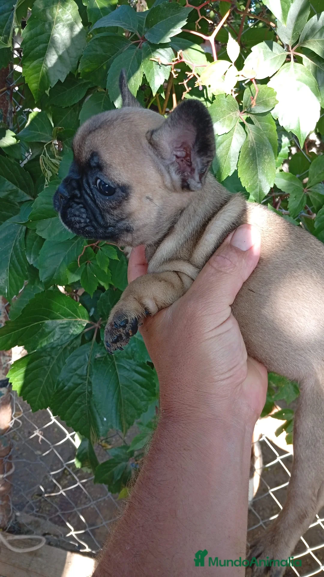Bulldog Francés perros en venta: Bulldog Francés Hembra - Anuncio 7