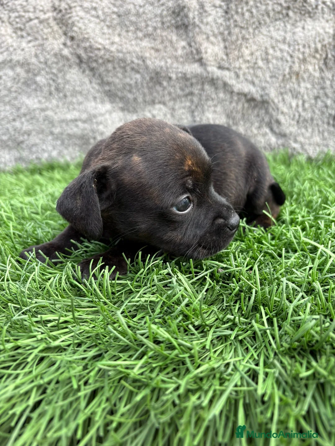 Staffordshire Bull Terrier perros en venta: Macho de Staffordshire Bull Terrier  - Anuncio 16