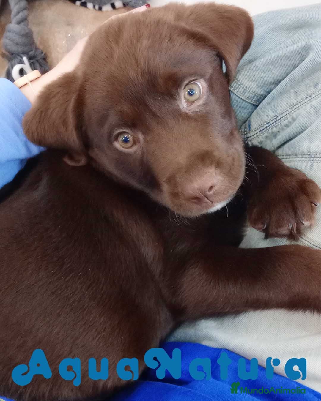 Labrador Retriever perros Camada LABRADOR RETRIEVER chocolate - AQUANATURA en Barcelona - Anuncio 2