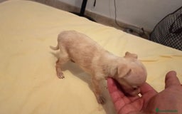 Ratón de Praga perros en venta: RATON DE PRAGA - Imagen 3