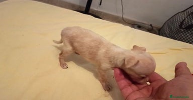 Ratón de Praga perros - Anuncio 14