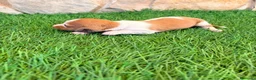 Teckel Miniatura perros en venta: Teckel miniatura bicolor  - Anuncio 9