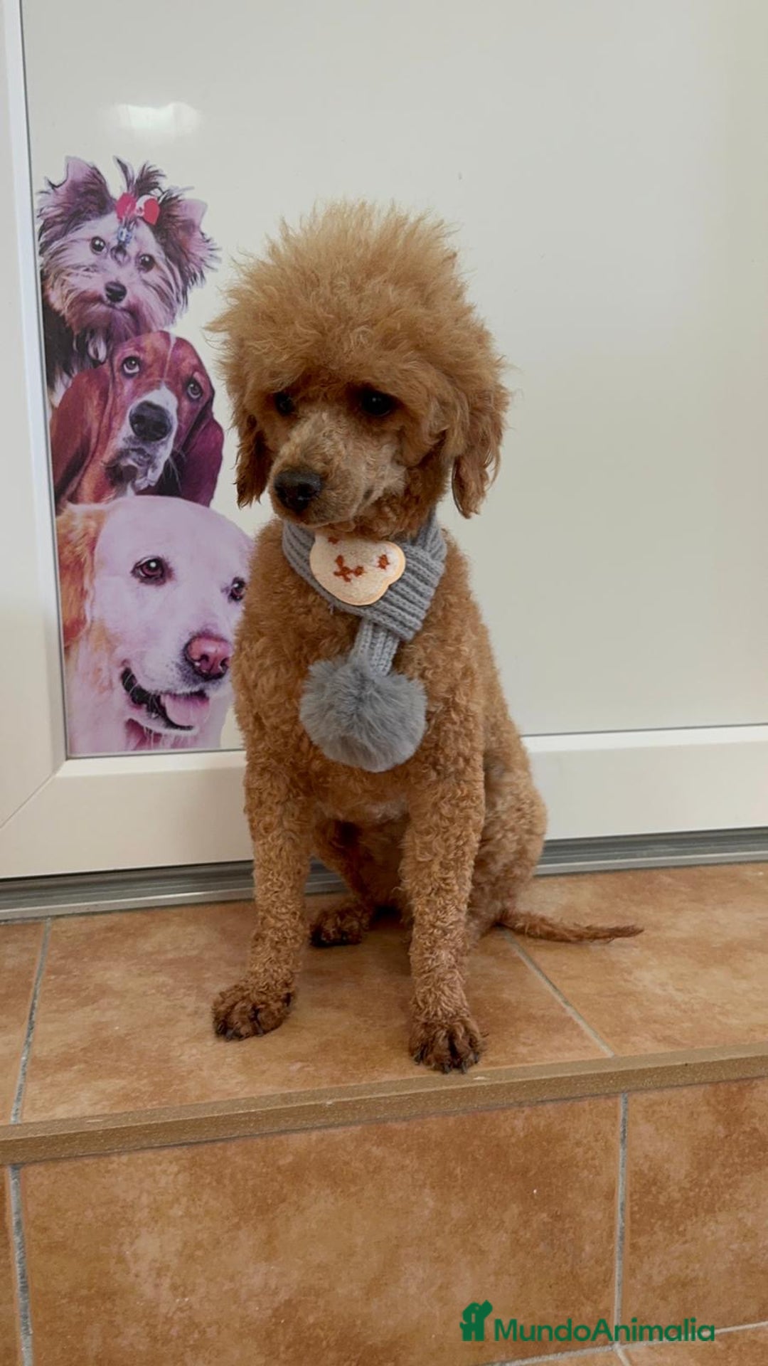 Caniche Enano perros en venta: CANICHE - Anuncio 6