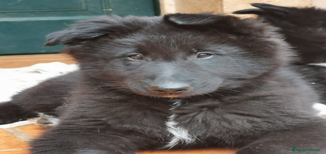 Imagen de galería {{count}}